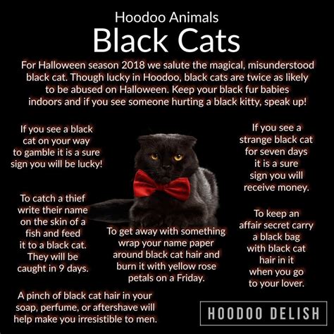 Cursed black cat hoodoo enchantment